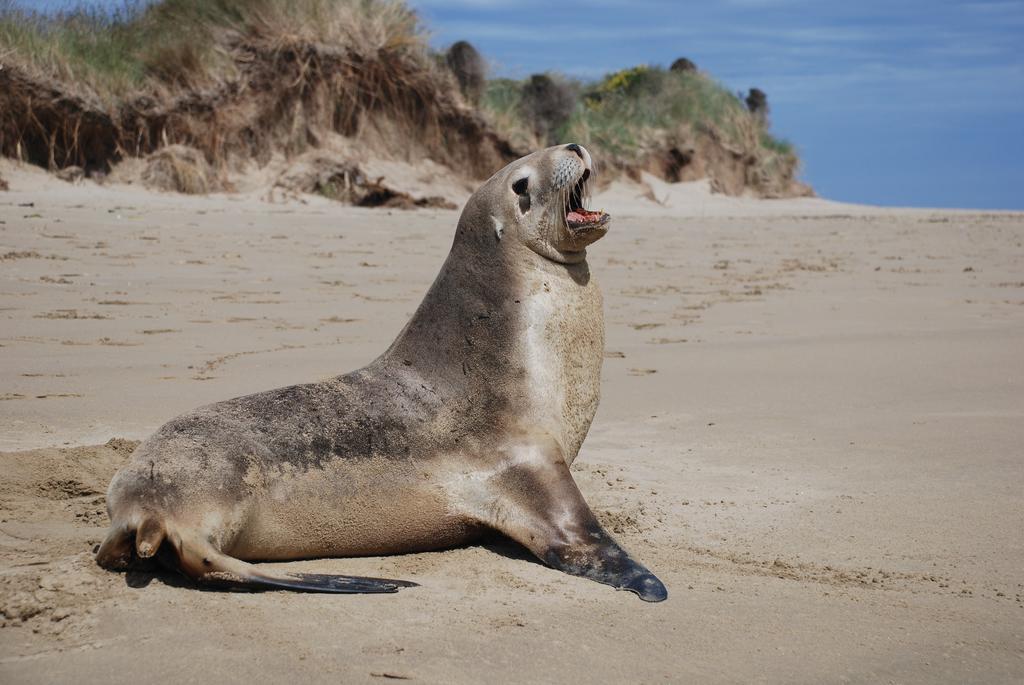 Catlins Newhaven Holiday Park Owaka Стая снимка